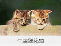 成都楠斯亘网络科技工作室