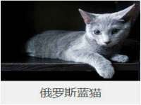 成都楠斯亘网络科技工作室