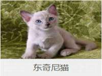 成都楠斯亘网络科技工作室
