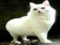 成都楠斯亘网络科技工作室