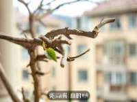 成都楠斯亘网络科技工作室