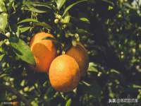 成都楠斯亘网络科技工作室