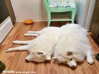 成都楠斯亘网络科技工作室